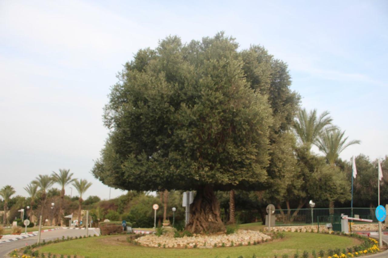 The Beach Garden Apt. Caesarea Buitenkant foto
